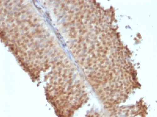 ER-beta-1 (Estrogen Receptor beta-1) Antibody