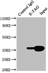 E Tag Antibody