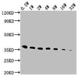 E Tag Antibody