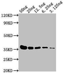E Tag Antibody