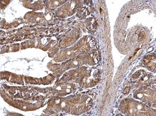 ETEA antibody [C3], C-term