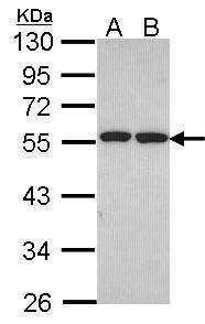 ETEA antibody [C3], C-term