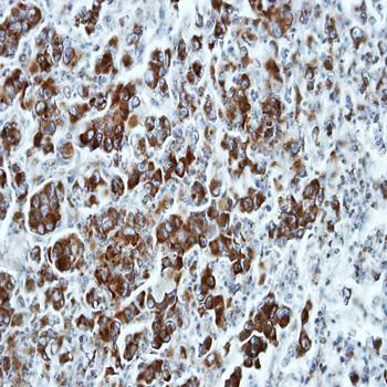 ETEA antibody