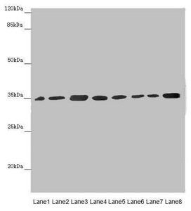 ETFA Antibody