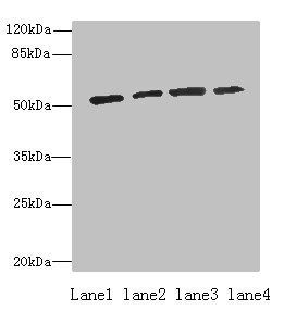 ETNK1 Antibody
