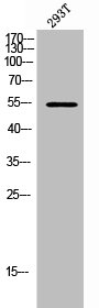 ETS1 Antibody