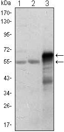 ETS1 Antibody