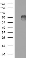 ETS2 Antibody