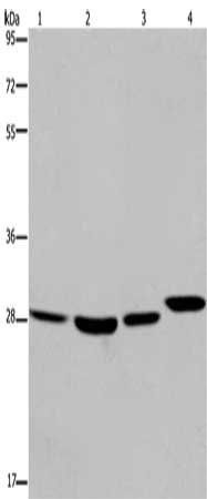 ETV7 Antibody