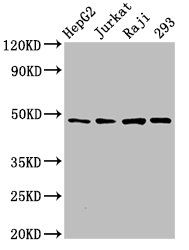 Eukaryotic initiation factor 4A-II antibody