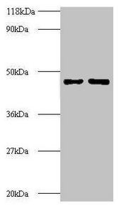 Eukaryotic initiation factor 4A-II antibody