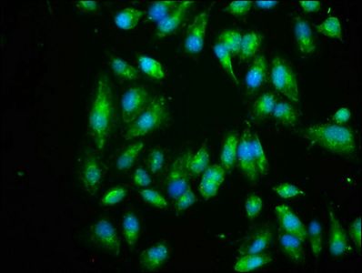 EIF3I Antibody