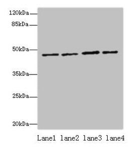 EVA1C Antibody