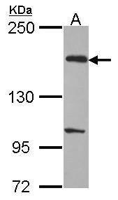 EVC2 antibody [C3], C-term