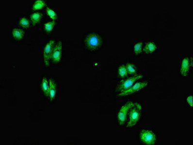 EVI2A Antibody
