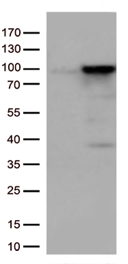 EWSR1 Antibody