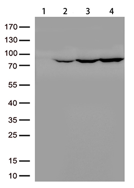 EWSR1 Antibody
