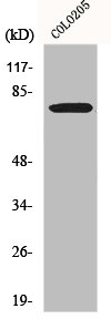 EWSR1 Antibody