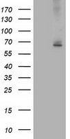 EXD1 Antibody