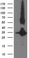 EXDL1 Antibody