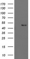 EXD1 Antibody