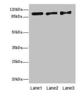 EXO1 antibody