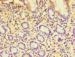 EXOC2 Antibody