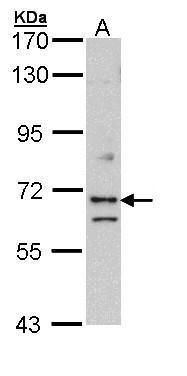 EXOC7 antibody [N1C1]