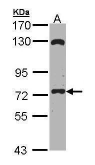 SAH3 antibody [N3C3]