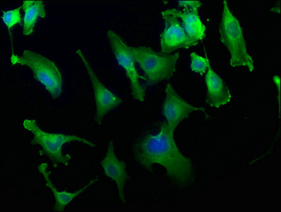 EXOC7 Antibody