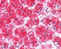 Goat anti-EXOC7 Antibody