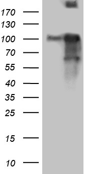 EXOSC1 Antibody