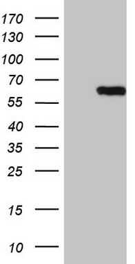 EXOSC1 Antibody