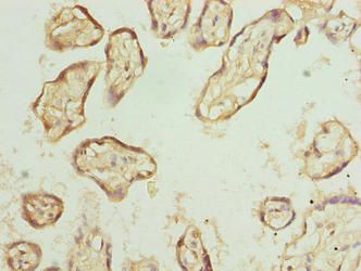 EXOSC1 Antibody
