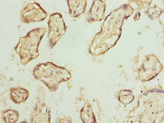 EXOSC1 antibody