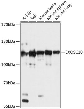 EXOSC10 antibody