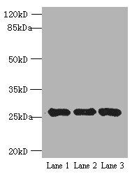 EXOSC5 antibody