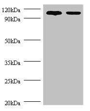 Exostosin-like 3 antibody