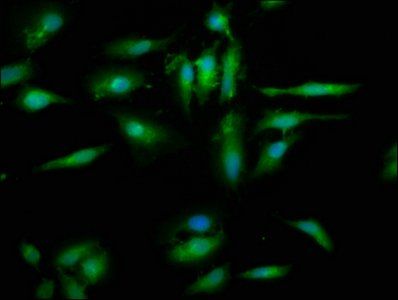 EYA4 Antibody