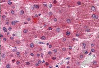 Goat anti-EYA4 Antibody