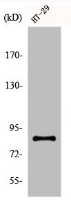 EZH1 antibody