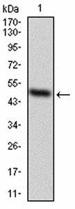 EZH2 Antibody