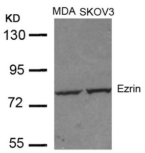 EZR Antibody