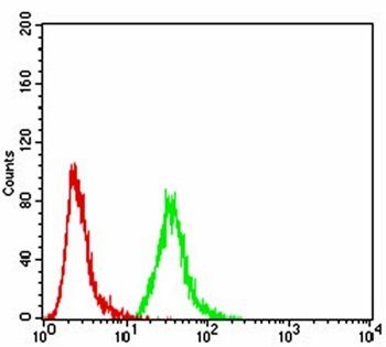 EZR Antibody