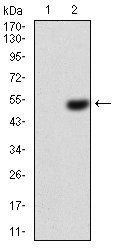 EZR Antibody