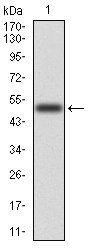 EZR Antibody