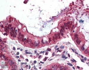 Goat anti-Ezrin / villin 2 Antibody