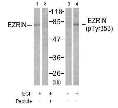 Ezrin (Phospho-Tyr353) Antibody
