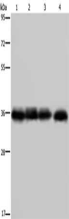 F11R Antibody