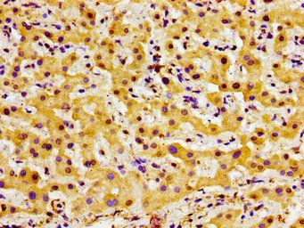 F13A1 Antibody